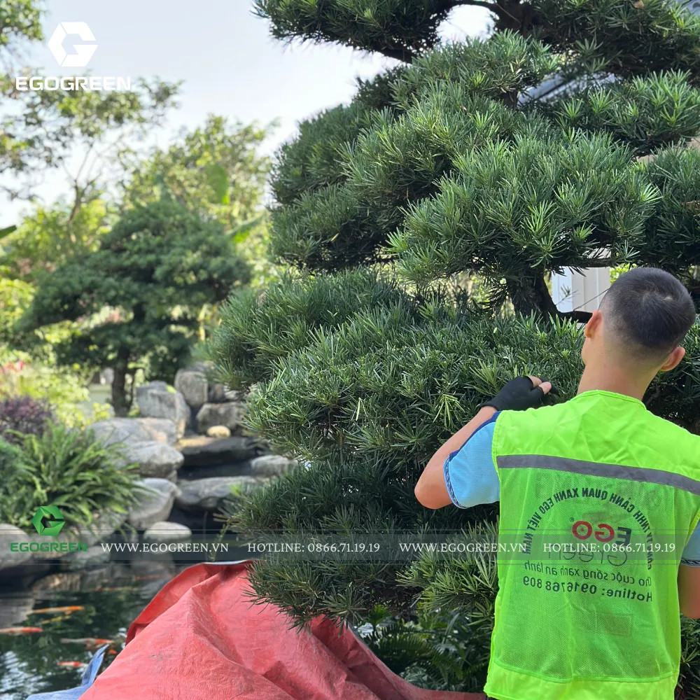 EGOGREEN tiếp cận sân vườn Nhật Bản không rập khuôn hình thức.